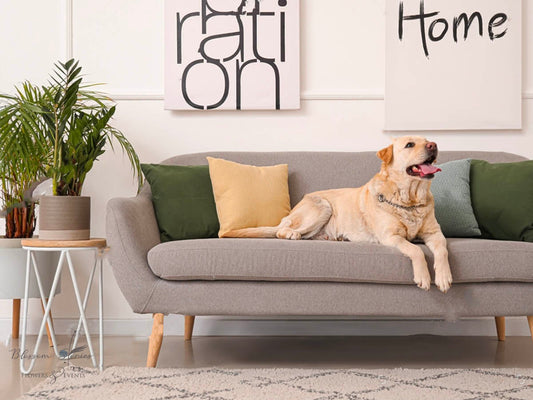 Pet-Friendly Λουλούδια και Φυτά