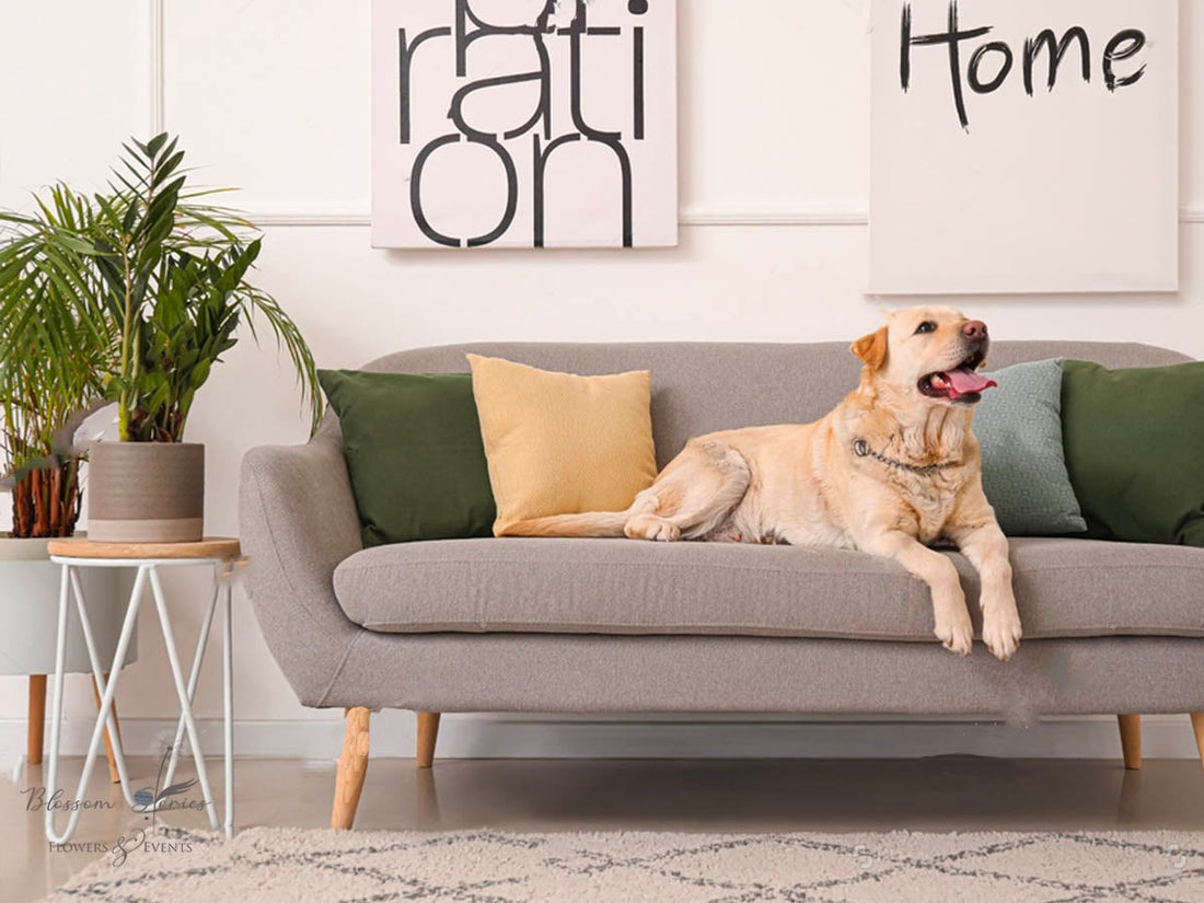 Pet-Friendly Λουλούδια και Φυτά
