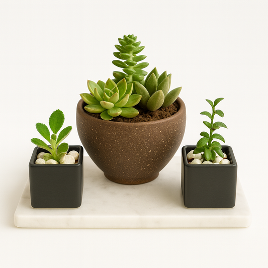 Κασπω  Παχύφυτο